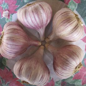 Duganski, Garlic Bulbs